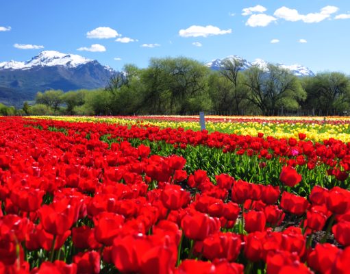 Un campo de tulipanes se prepara para brillar