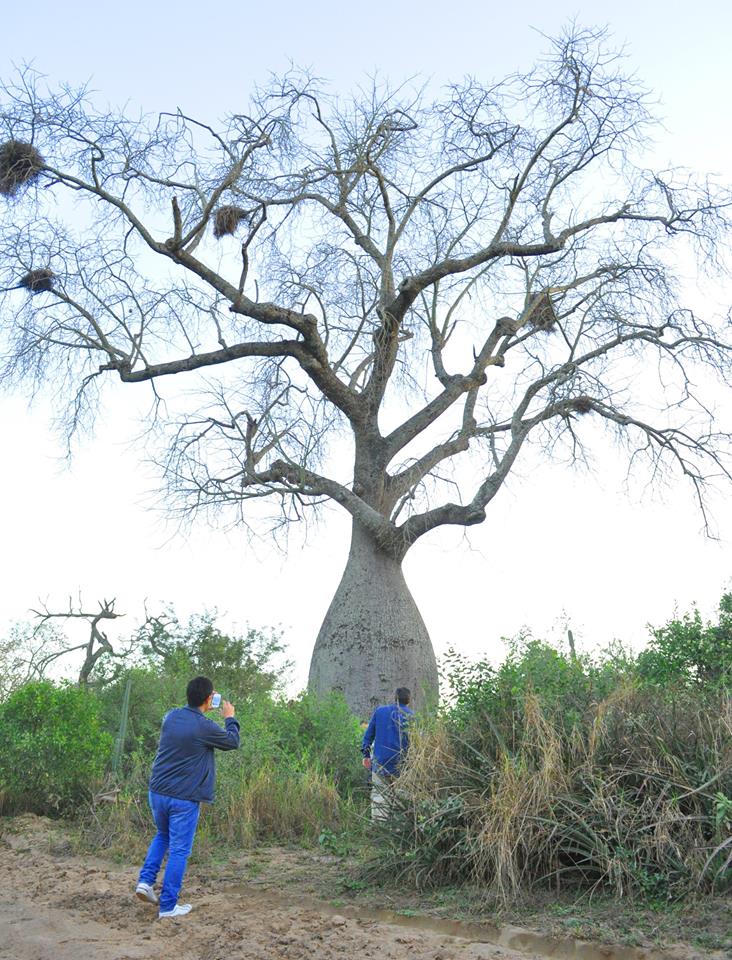 El Gigante de El Impenetrable. Un rbol con historia. Descubrir