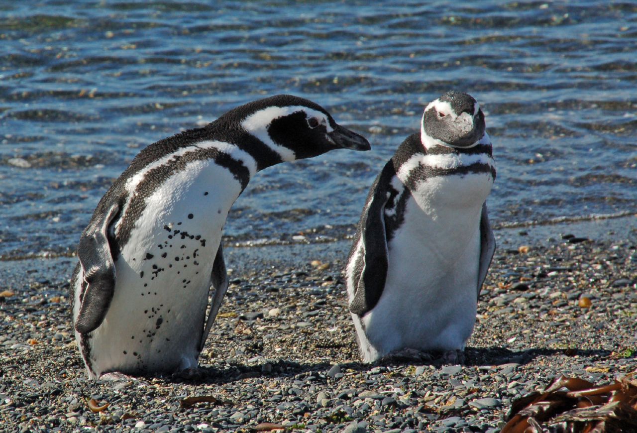 Foto: Patagonia Cruses & Travel