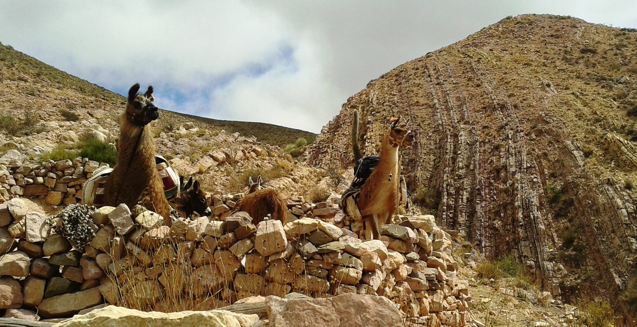 Caravana de llamas en el camino de la sal Descubrir Turismo