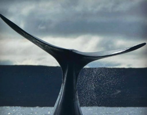 Las ballenas en Chubut, como nunca las viste