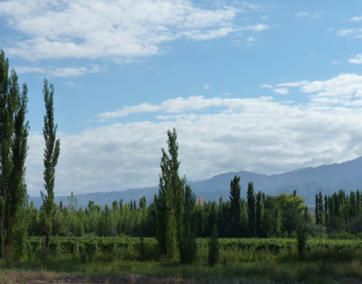 Un paseo entre copas