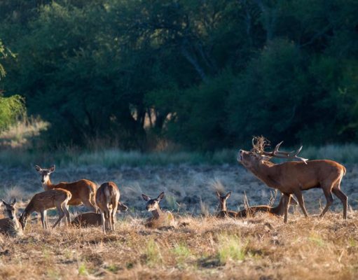 Acá los ciervos colorados dan un espectáculo único
