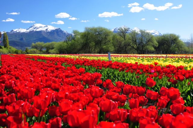 Tulipanes - Ph. Bruno Carimán / Sec. Turismo Trevelín