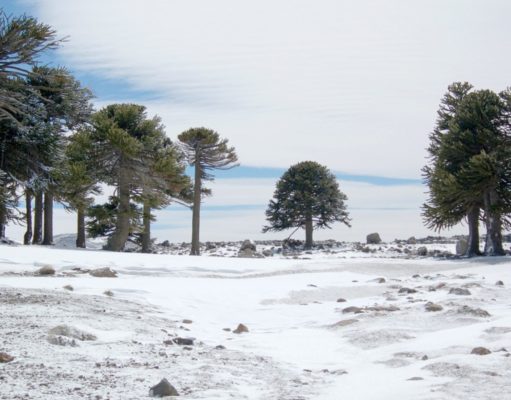 Un parque ideal para tus primeros pasos en la nieve