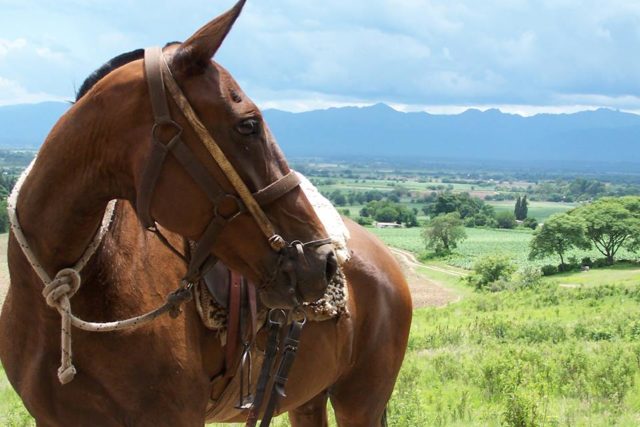 Sayta Ranch