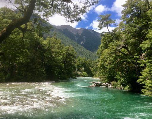 Los Alerces: cuna de un tesoro único en el mundo
