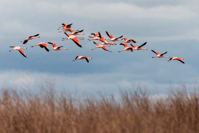 Aves