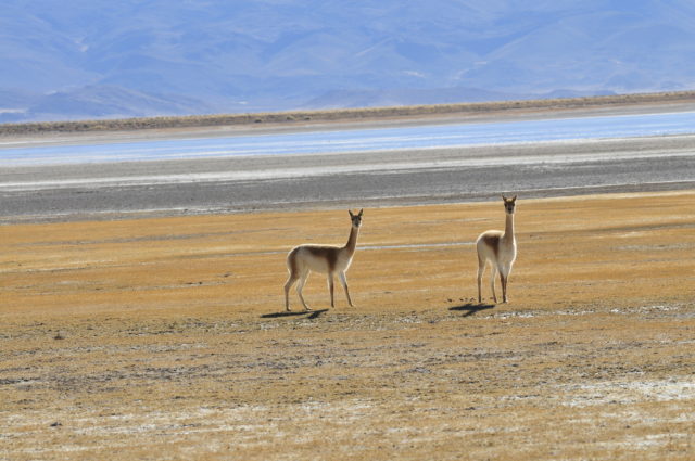 Fauna_Vicuñas_Secretaria de Turismo de Catamarca_03
