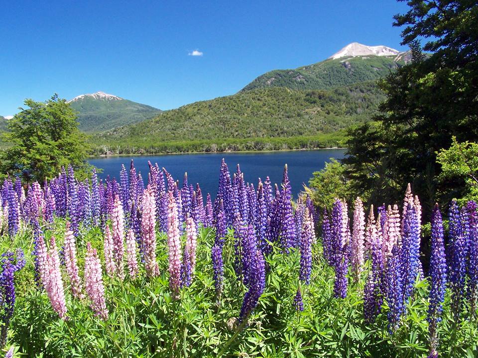 Cinco flores para descubrir en la Patagonia | Descubrir Turismo