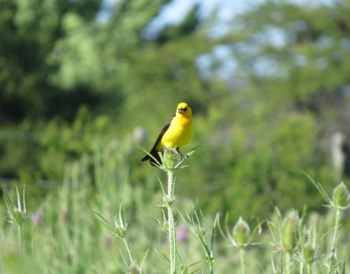 Al rescate del tordo amarillo
