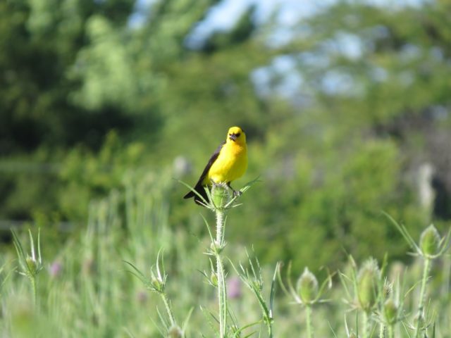 Tordo Amarillo