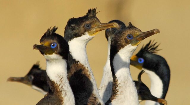 cormorán