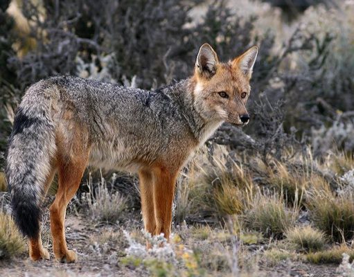 Conocé al Zorro colorado, el ninja de la Patagonia