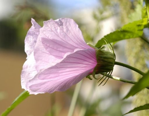 Festejamos la primavera con este festival de plantas nativas