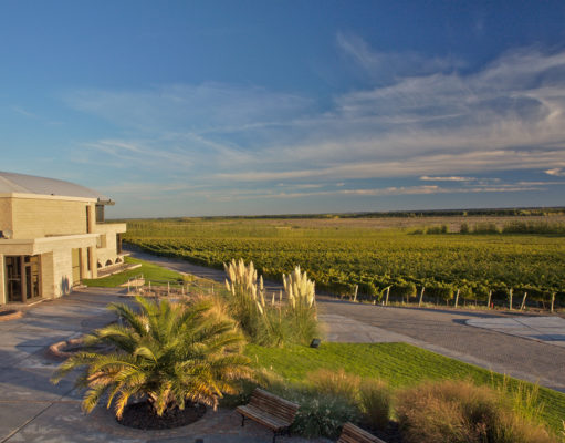 La Ruta del Vino en Neuquén: Brindando con dinosaurios