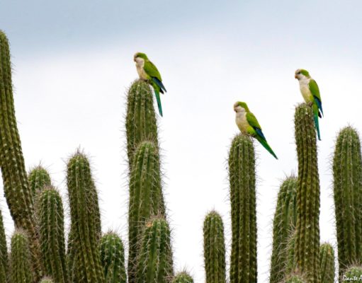Una postal camino a Formosa