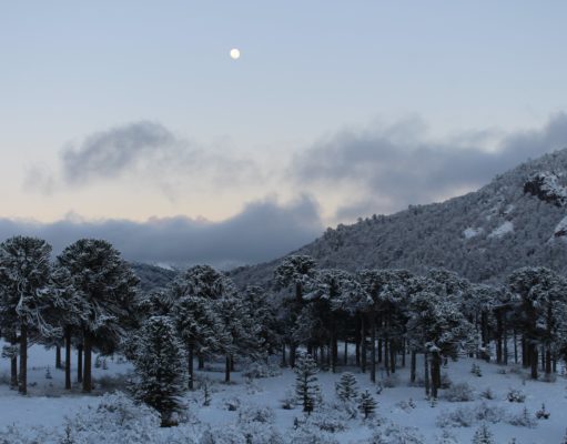 ¿Te animás a una caminata nocturna en la nieve?