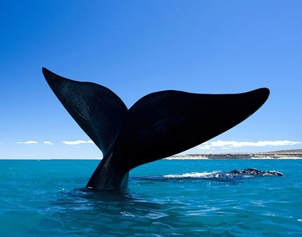 cola ballena