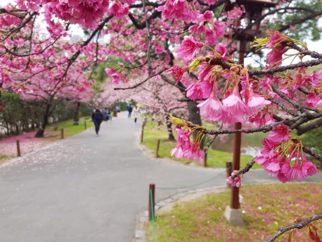 Los cerezos en flor del Jardín Japonés muestran su magia | Descubrir Turismo