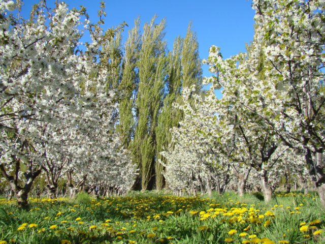 cerezas-tres