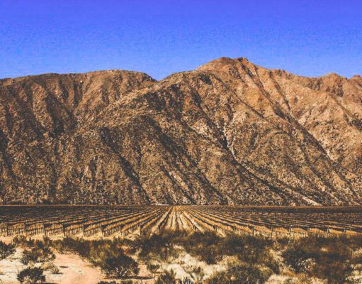 Enigmático: ¿Dónde se encuentra este viñedo?