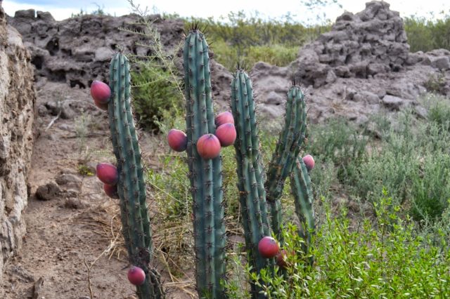 cactus