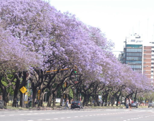 Adiviná cuántos jacarandás hay en Buenos Aires