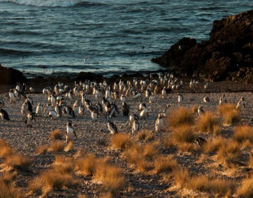Cinco lugares para ir a conocer a los pingüinos