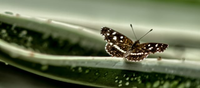 mariposa grande botánico