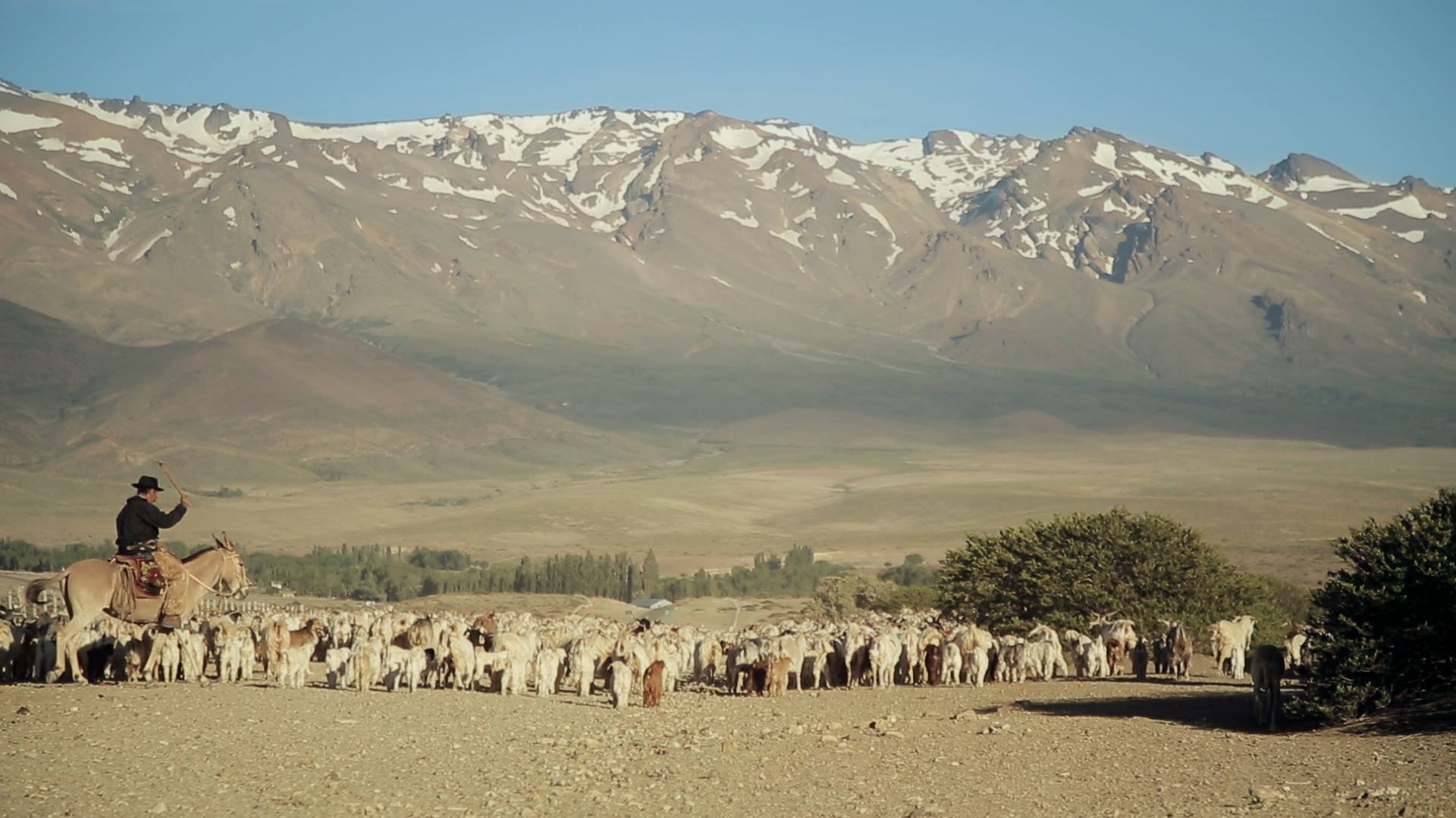 El inolvidable paso de la trashumancia Descubrir Turismo