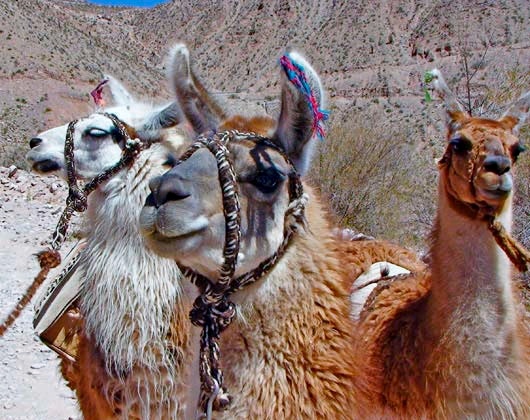 Caravana de llamas PPP