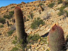 En nuestra lista a futuro, el valle de los cactus neuquinos