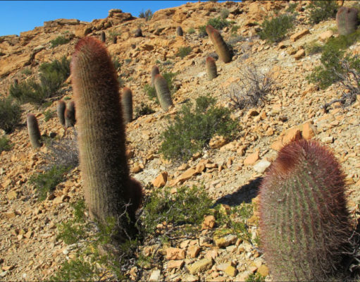 En nuestra lista a futuro, el valle de los cactus neuquinos