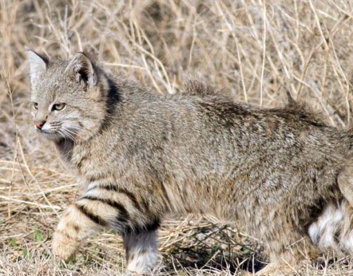 Claves para encontrar a este hermoso felino