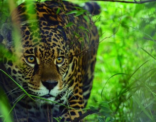 Para conocer los secretos del yaguareté en Formosa