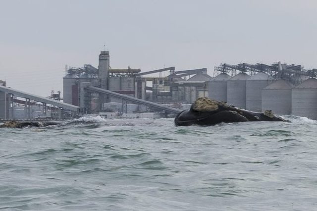 Ballena franca austral