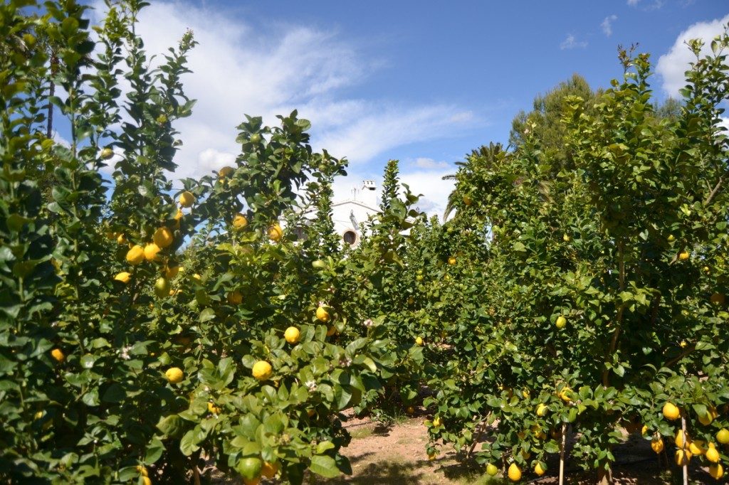 Plantaciones de limón. Foto: Agrodiario