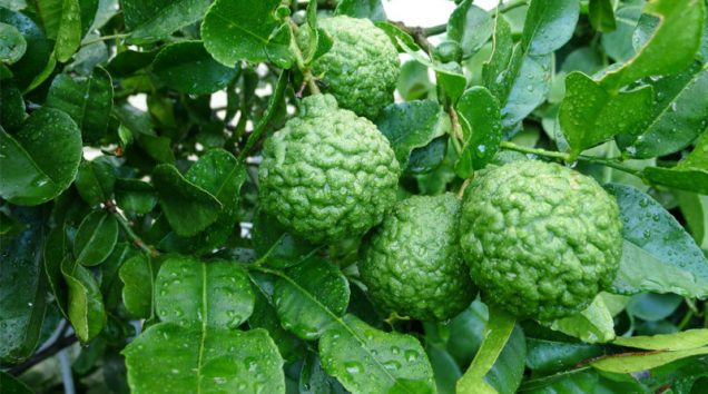Lima Kaffir. Foto: Guía de Jardinería