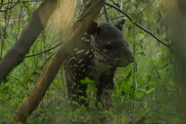 tapir
