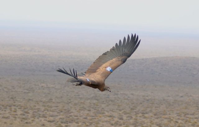 cóndor