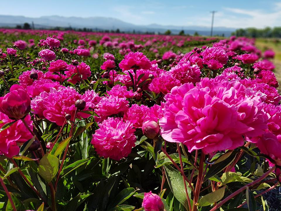 Peonías en Trevelin ¿Y qué pasó con los tulipanes? | Descubrir Turismo