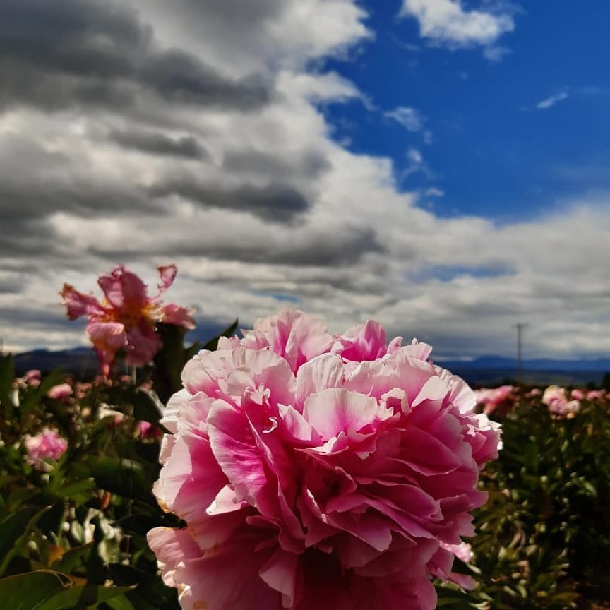 Peonías en Trevelin ¿Y qué pasó con los tulipanes? | Descubrir Turismo