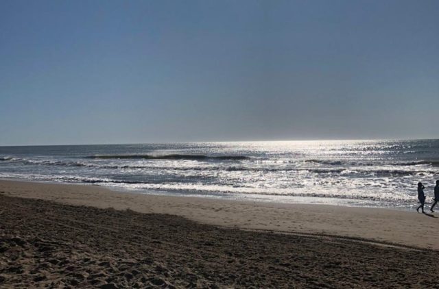 las gaviotas