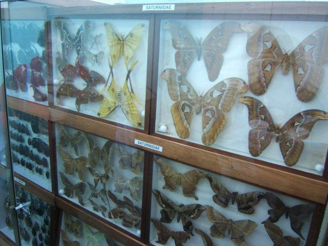 mariposas