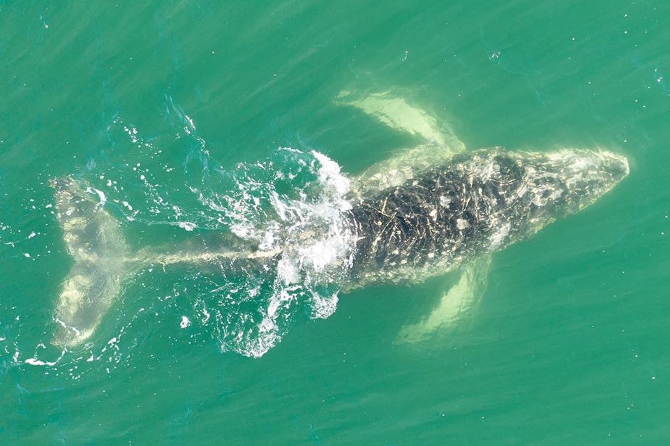 https://descubrirturismo.com/wp-content/uploads/2020/05/ballenas-en-las-grutas.jpg