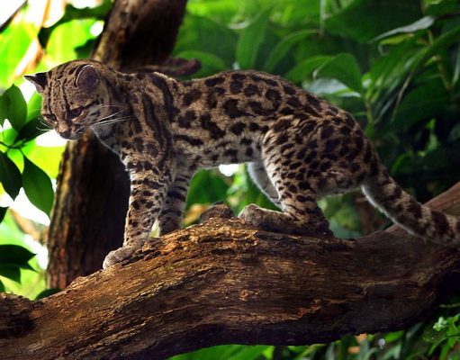 Huiña, Margay, de los pajonales ¿Conocías estos felinos?