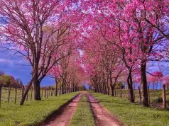 La primavera en colores en las provincias