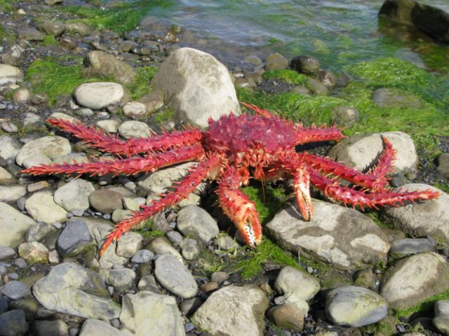 lithodes-santolla-de-serge-ouachee-1333x1000