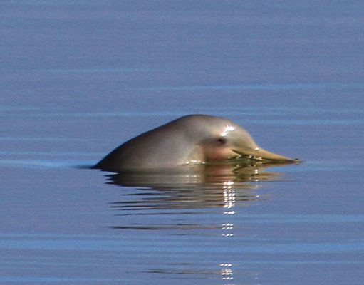 Qué hacer si encontrás al delfin más raro